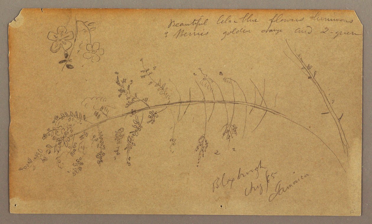 Disegno, schizzi botanici, agosto 1865 da Frederic Edwin Church