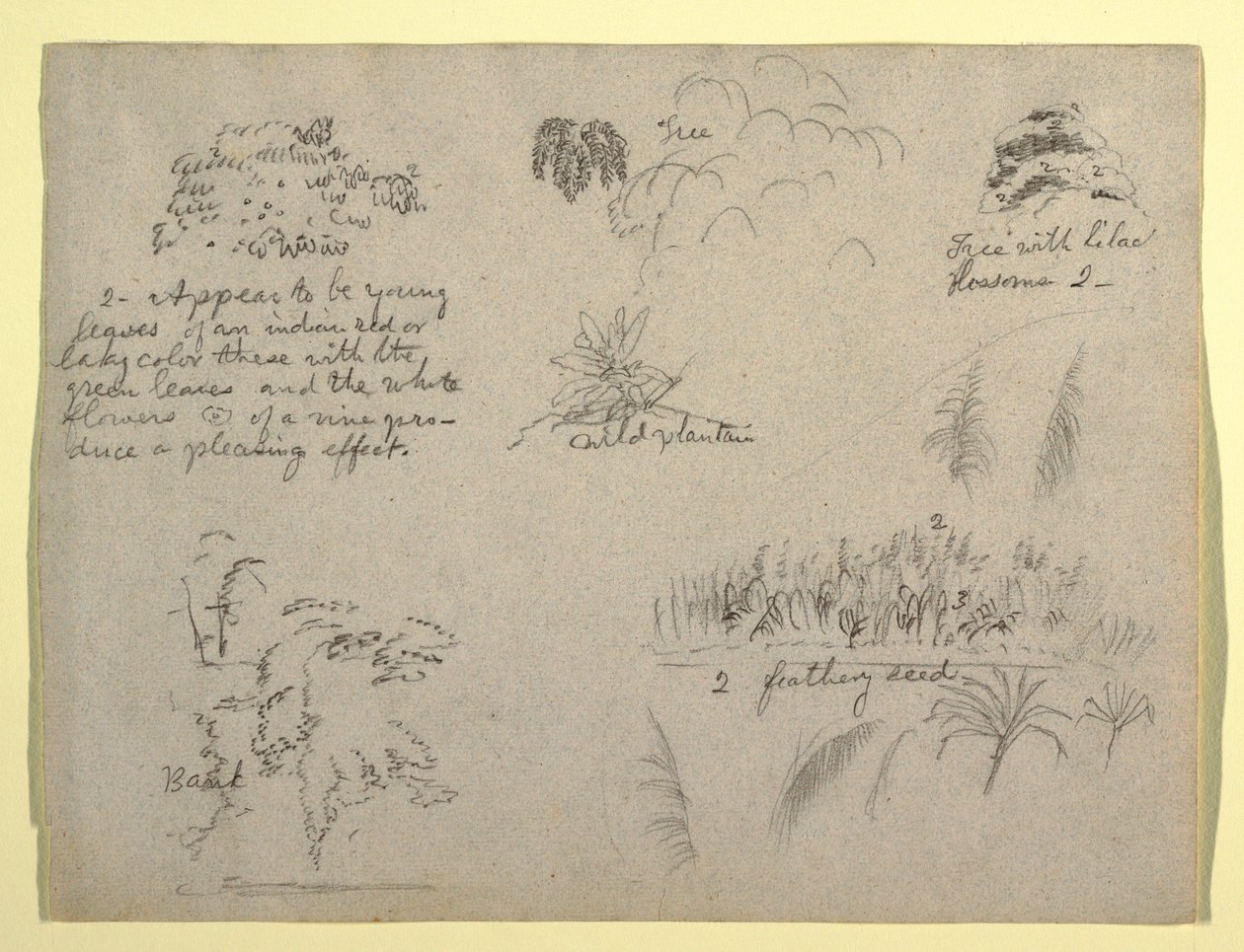 Disegno, Schizzi botanici, Colombia, 1853 da Frederic Edwin Church