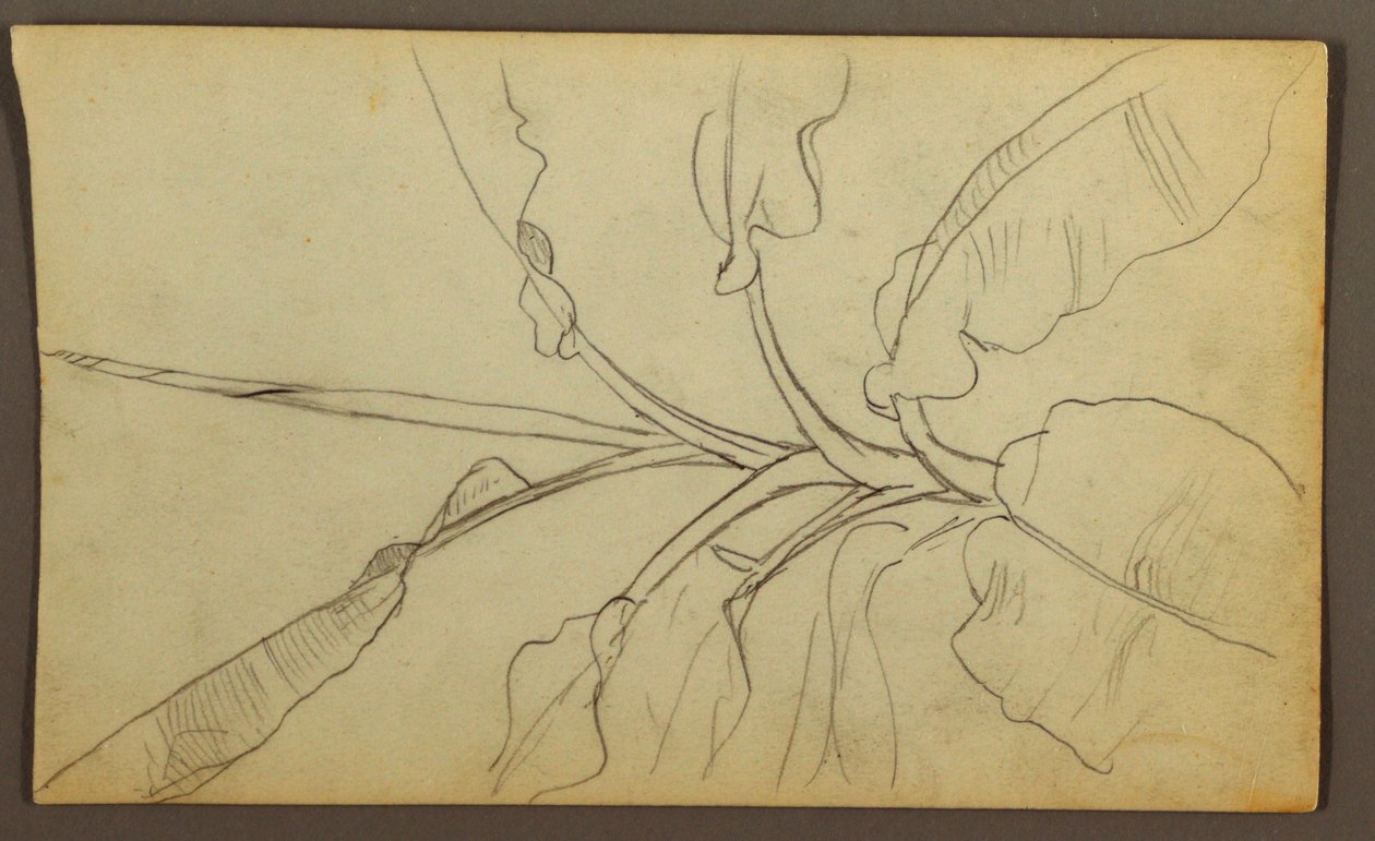 Disegno, Schizzi botanici, Ecuador o Colombia; verso: Schizzi botanici, 1857. da Frederic Edwin Church
