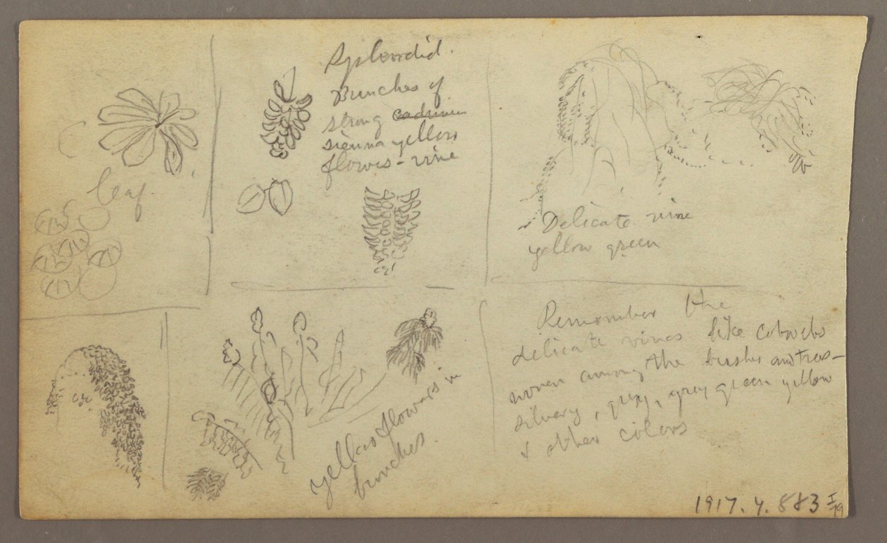 Disegno, Schizzi botanici, Ecuador o Colombia; verso: Schizzi botanici, 1857. da Frederic Edwin Church
