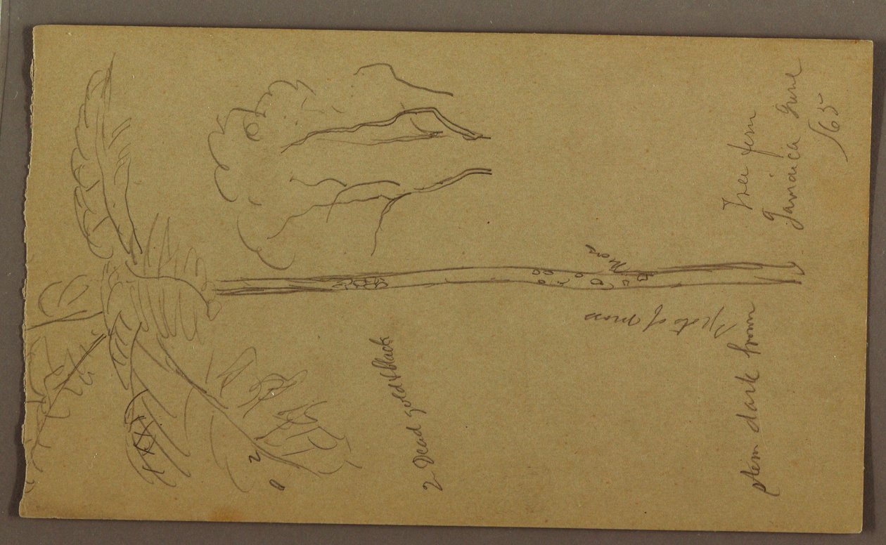 Disegno, Schizzi botanici, giugno 1865 da Frederic Edwin Church