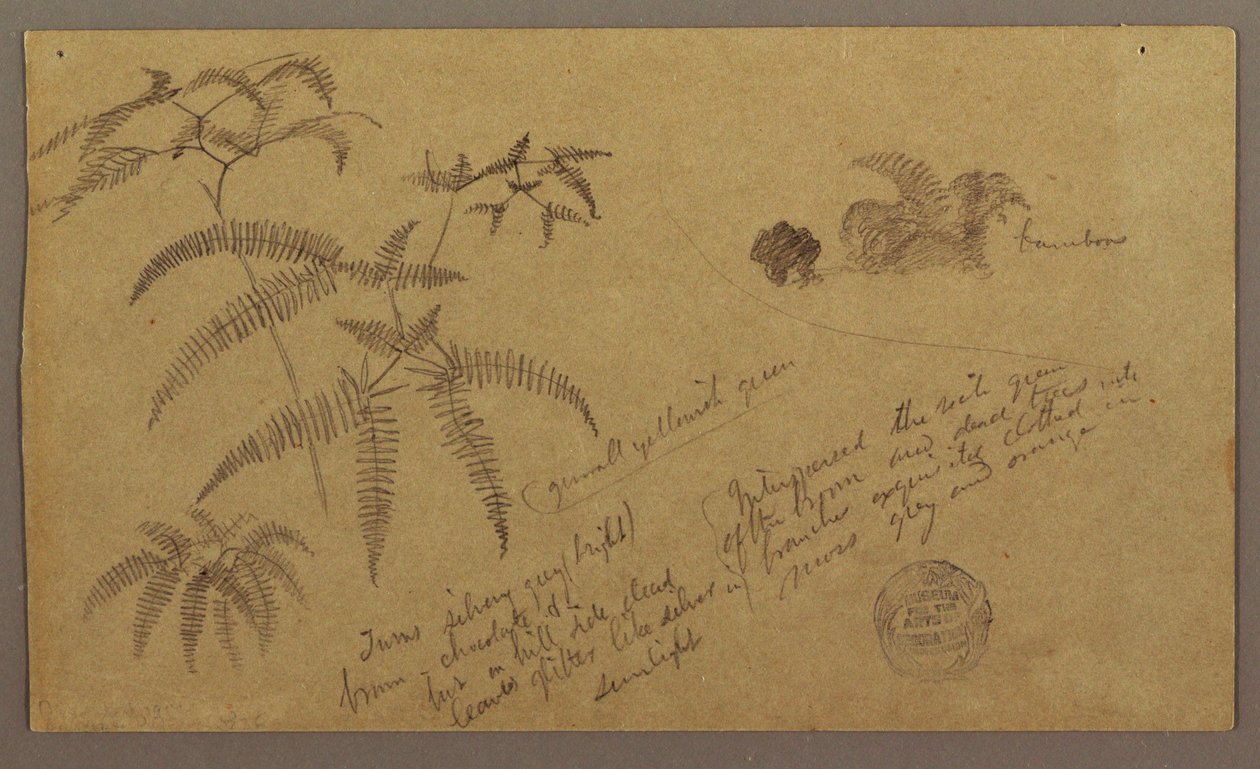 Disegno, schizzi botanici, maggio-agosto 1865 da Frederic Edwin Church