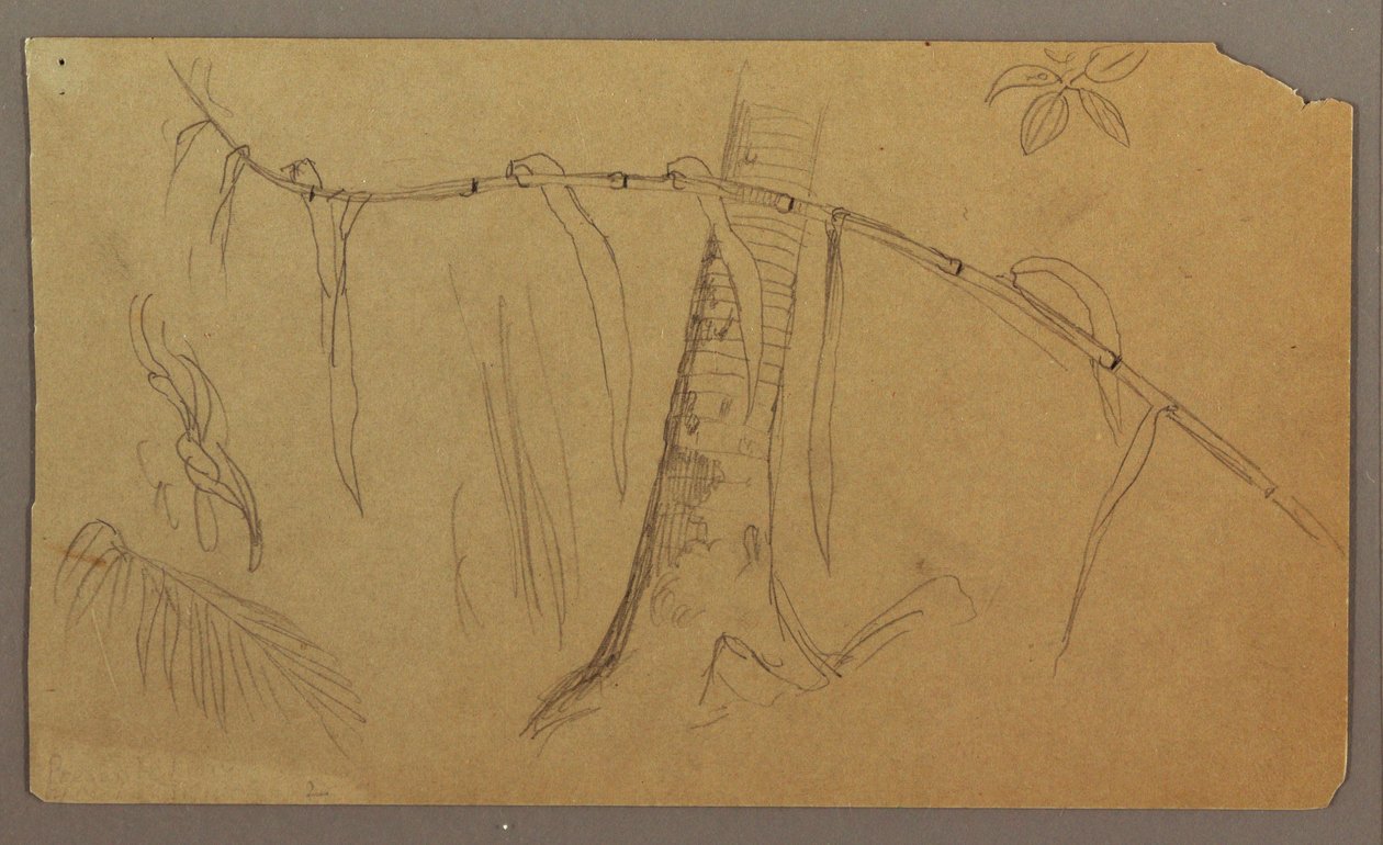 Disegno, schizzi botanici, maggio-agosto 1865 da Frederic Edwin Church