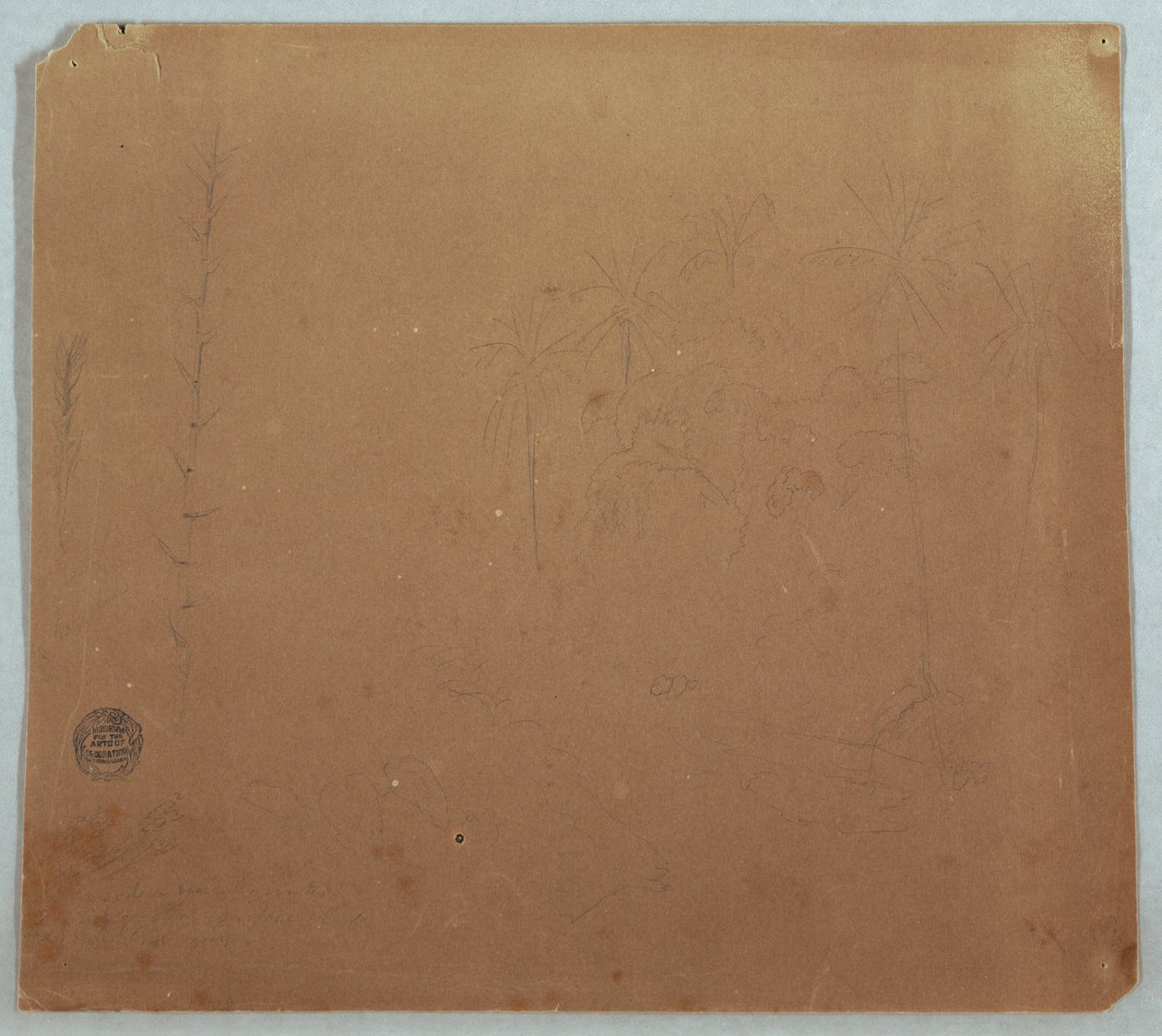 Disegno, schizzi botanici, forse bambù, palme e cespugli, Ecuador o Colombia, 1853 o 1857 da Frederic Edwin Church