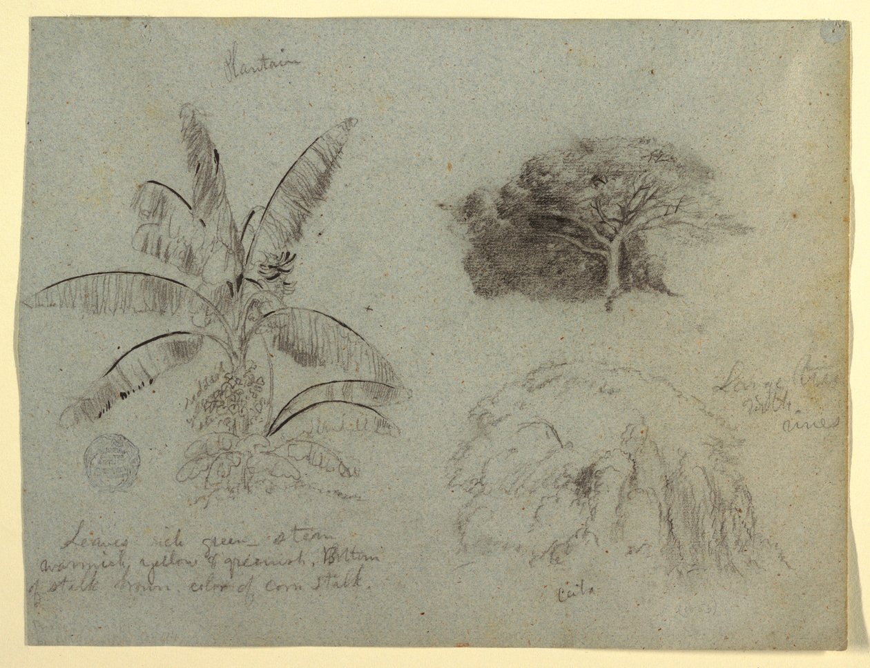 Disegno, Schizzi botanici, Sud America, maggio 1853  da Frederic Edwin Church