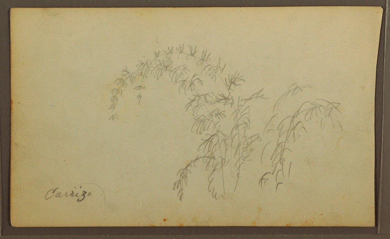 Disegno, Schizzi botanici; verso: Schizzi botanici, 1857 da Frederic Edwin Church
