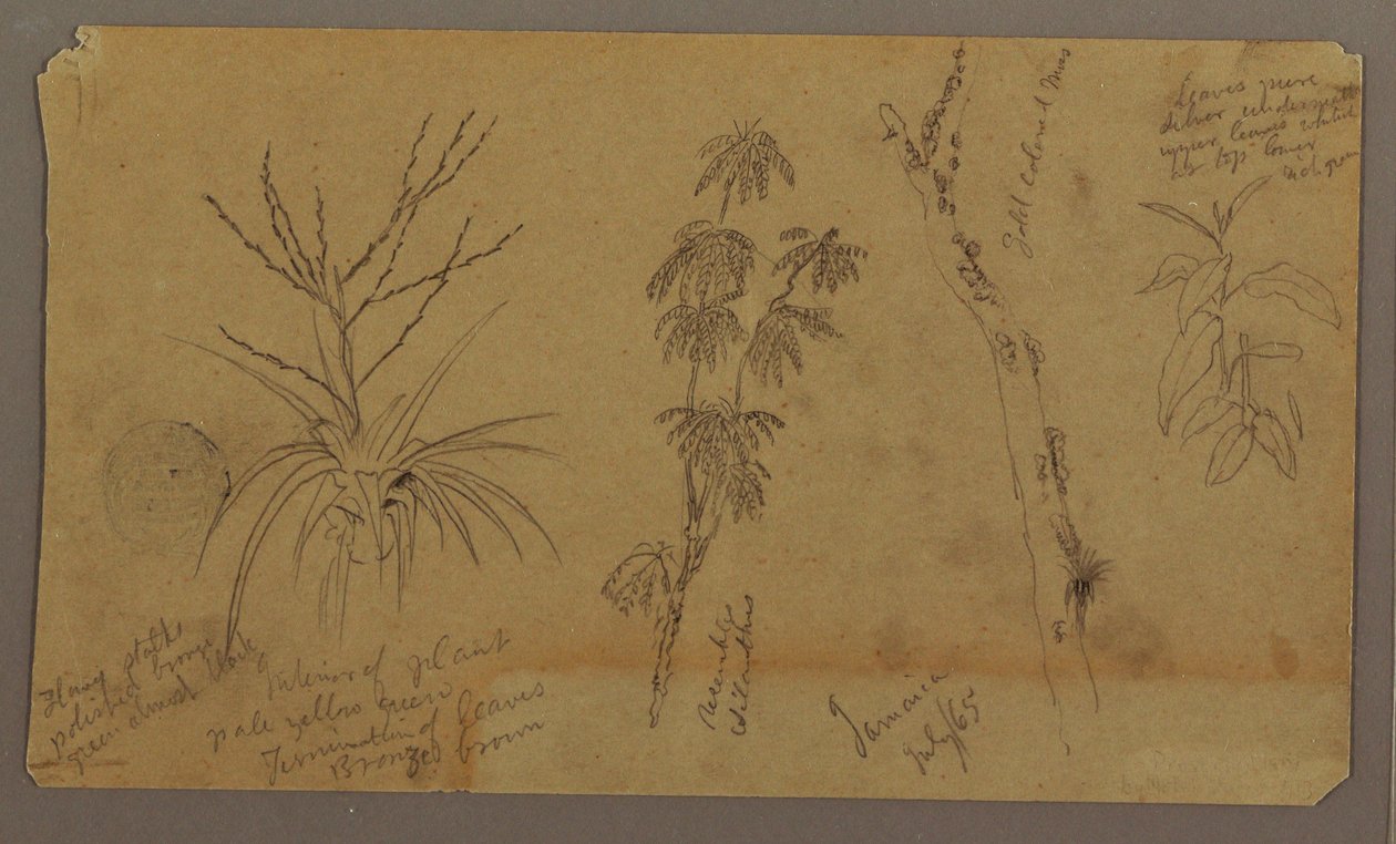 Disegno, schizzi botanici; verso: nuvole, luglio 1865 da Frederic Edwin Church