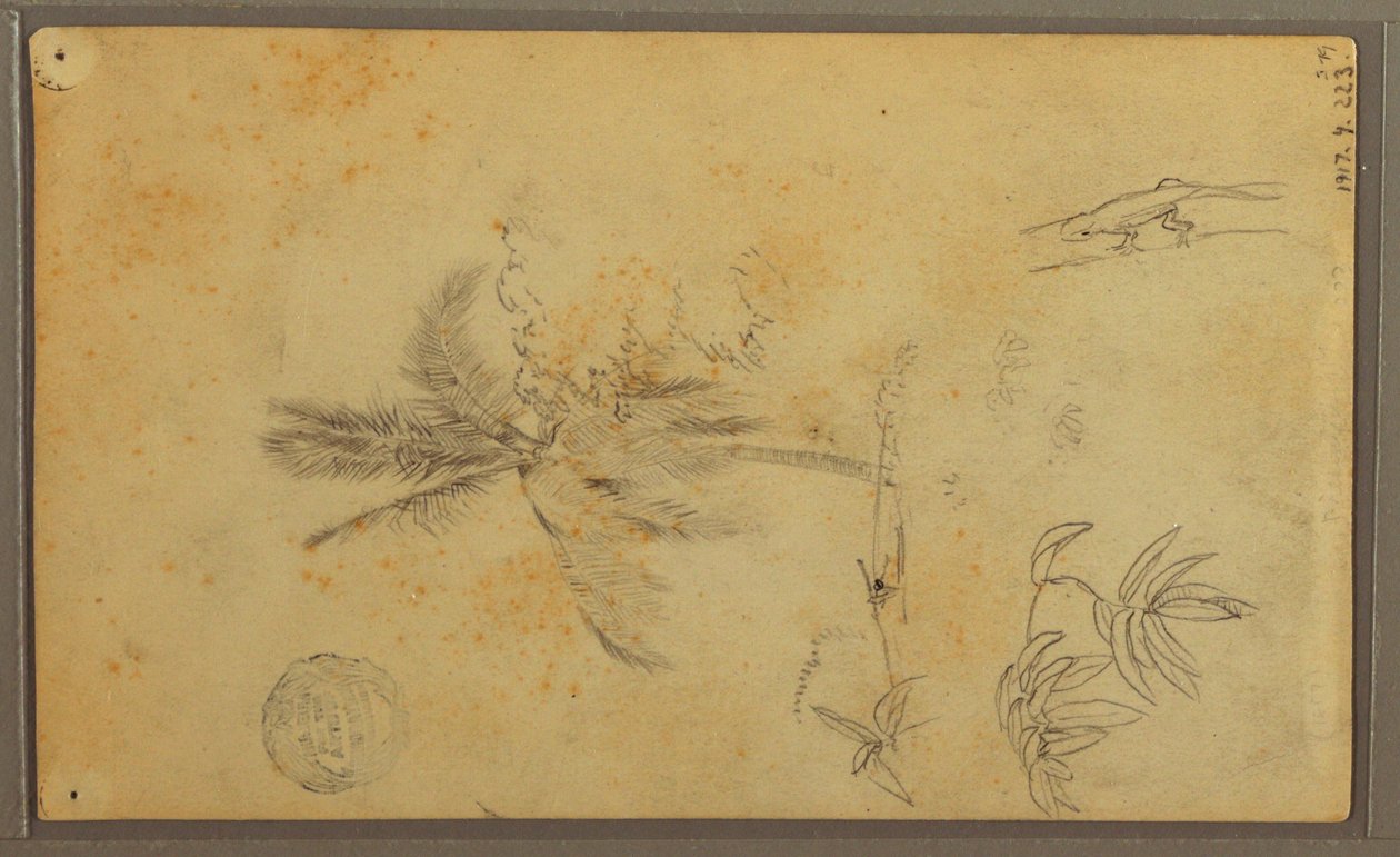 Disegno, schizzi botanici; verso: lucertola, palma, 1857 da Frederic Edwin Church