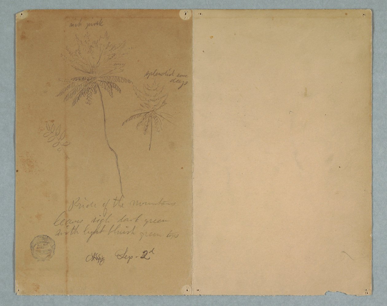 Disegno, Schizzi botanici: un ramo, un albero e una cima, Sud America, 2 settembre 1853 da Frederic Edwin Church