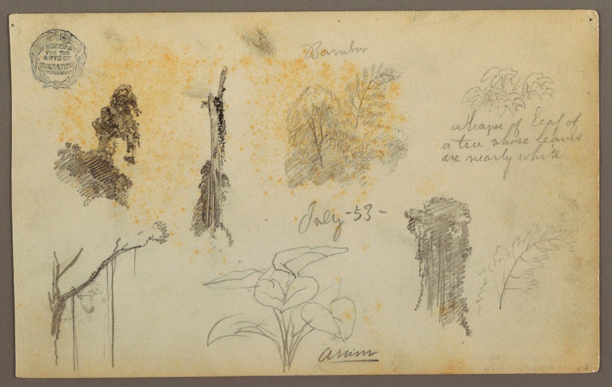 Disegno, Schizzi botanici dalla Colombia: Alberi di bambù, tronchi e dettagli, luglio 1853 da Frederic Edwin Church