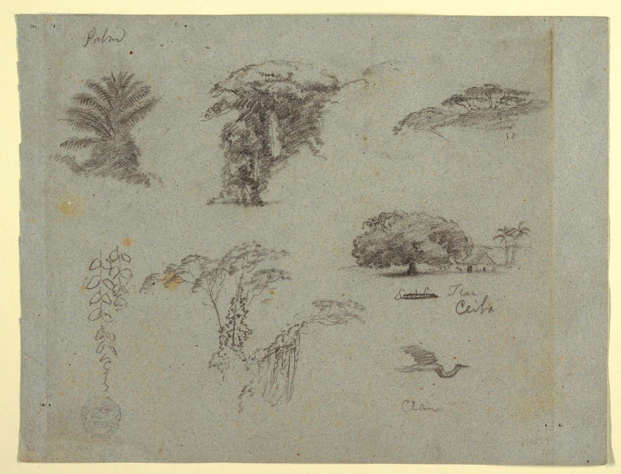 Disegno, Schizzi botanici dal Sud America: una palma, gruppi di alberi, ramoscelli pendenti, un grande albero accanto a una casa e una gru volante, 1853, probabilmente maggio da Frederic Edwin Church