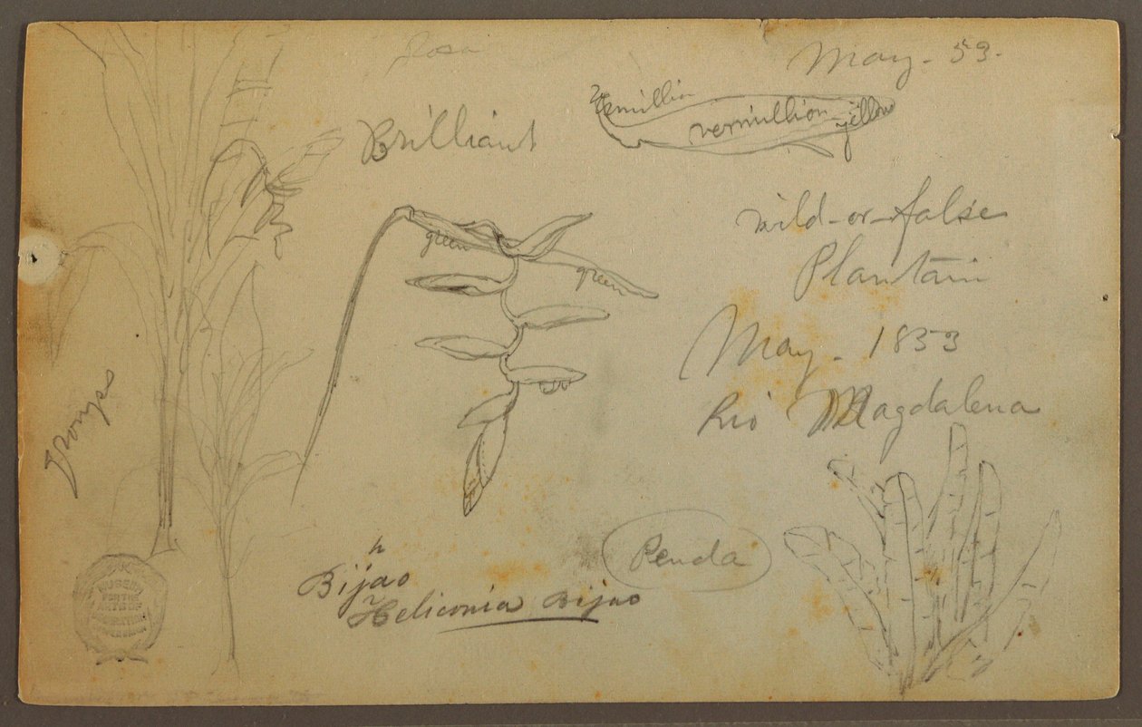 Disegno, Schizzi botanici dal Rio Magalena, Colombia, maggio 1853 da Frederic Edwin Church