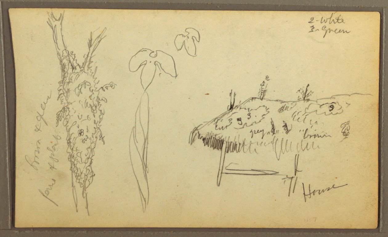 Disegno, schizzi botanici, casa; schizzi botanici, 1857 da Frederic Edwin Church