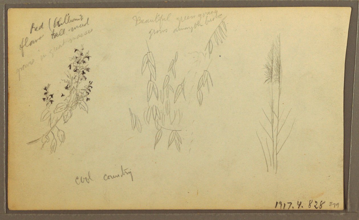 Disegno, schizzi botanici, casa; schizzi botanici, 1857 da Frederic Edwin Church