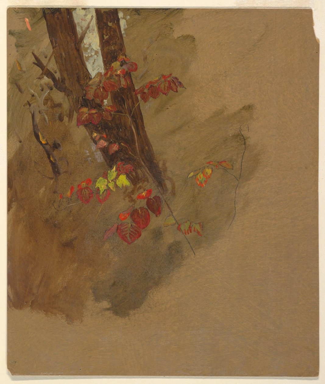Disegno, studi botanici, 1860-70 da Frederic Edwin Church