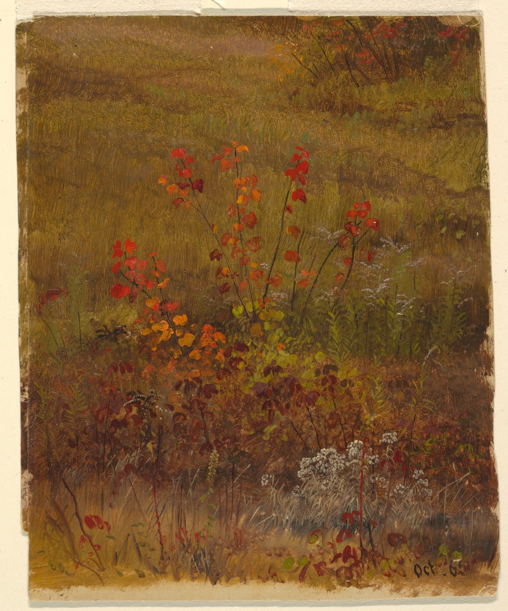 Disegno, Studi botanici, ottobre 1865 da Frederic Edwin Church