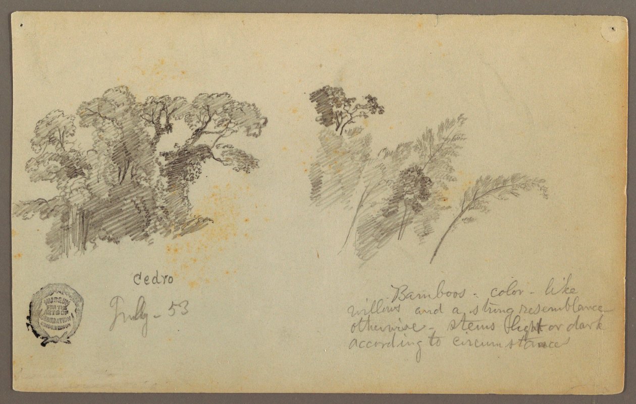 Disegno, Studi botanici dalla Columbia, luglio 1853 da Frederic Edwin Church