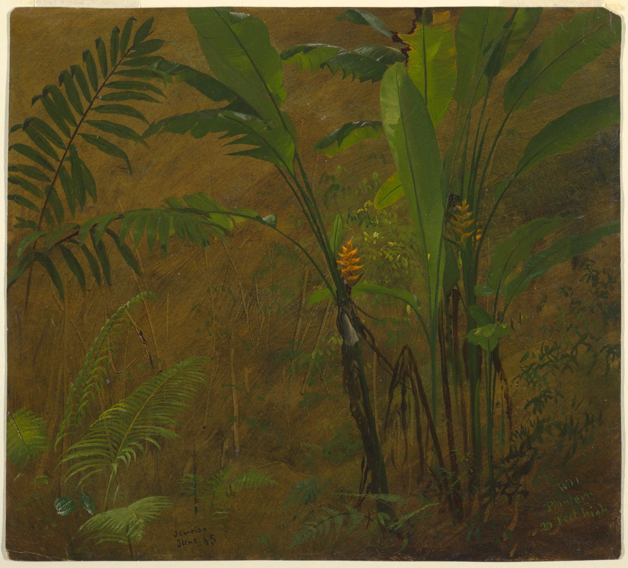 Disegno, Studi botanici dalla Giamaica, Indie Occidentali, giugno 1887 da Frederic Edwin Church