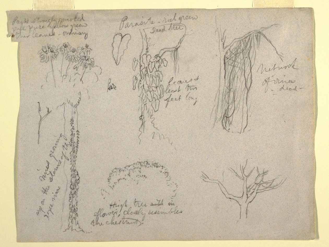 Disegno, Studi botanici realizzati nel Rio Magdalena, Colombia:  Parassita, Albero morto, 1853 da Frederic Edwin Church