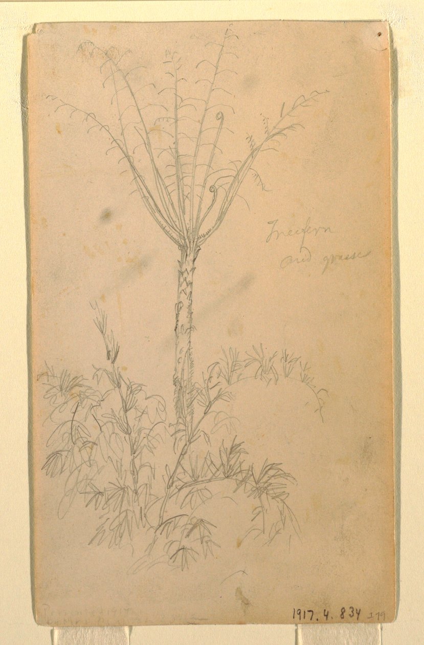Disegno, Studi botanici di alberi, maggio-giugno 1857 da Frederic Edwin Church