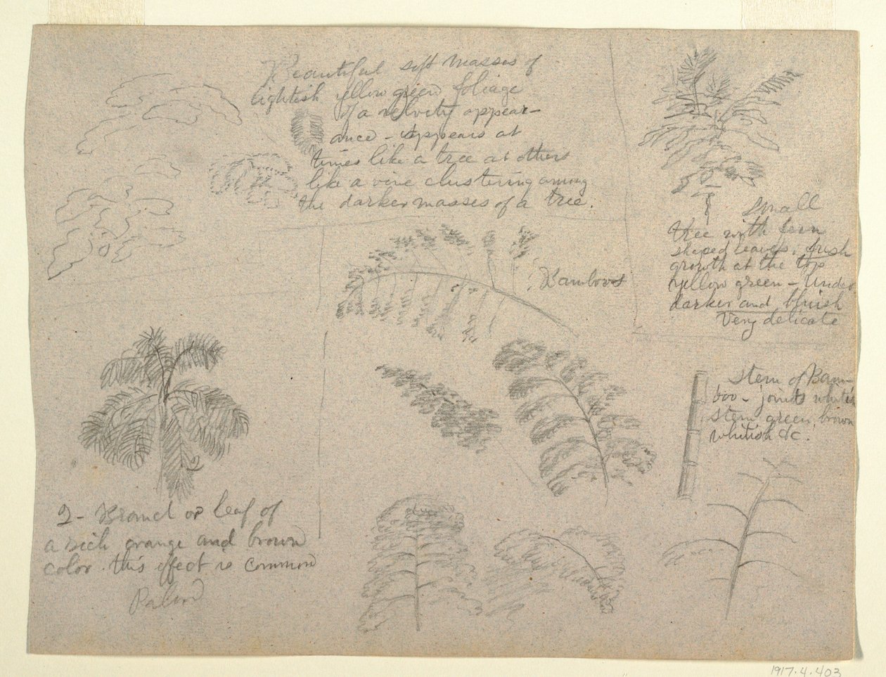 Disegno, Studi botanici, visti dal Rio Magdalena, Colombia, 1853 da Frederic Edwin Church