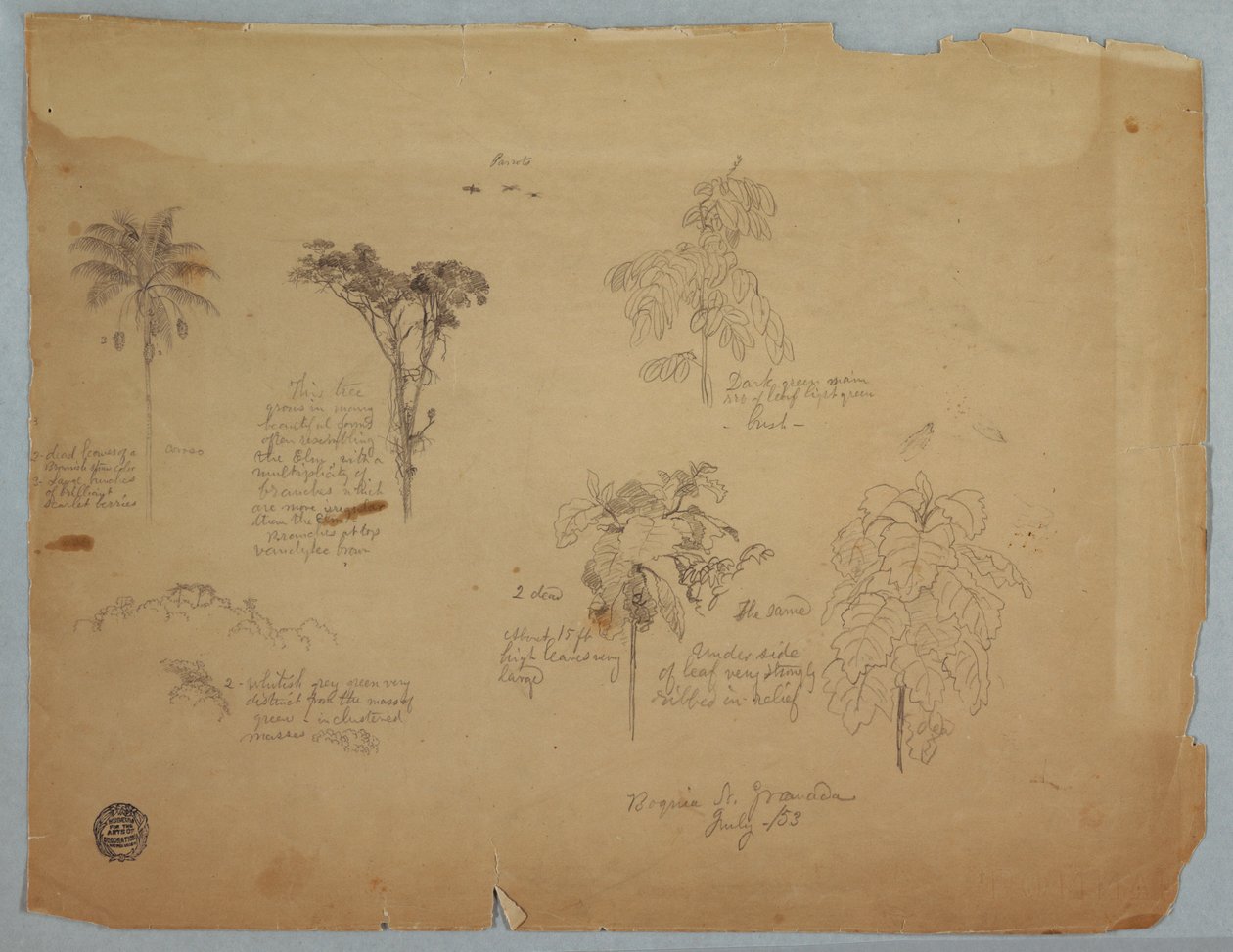 Disegno, Studi botanici con pappagalli volanti, Boquia, Colombia, luglio 1853 da Frederic Edwin Church