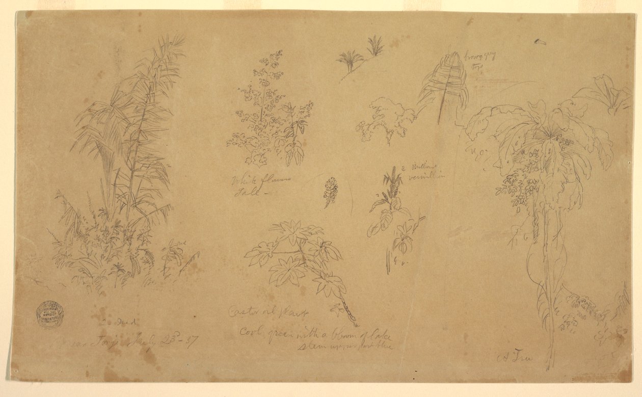 Disegno, Schizzi botanici, "vicino a Jorje", 23 luglio 1857 da Frederic Edwin Church
