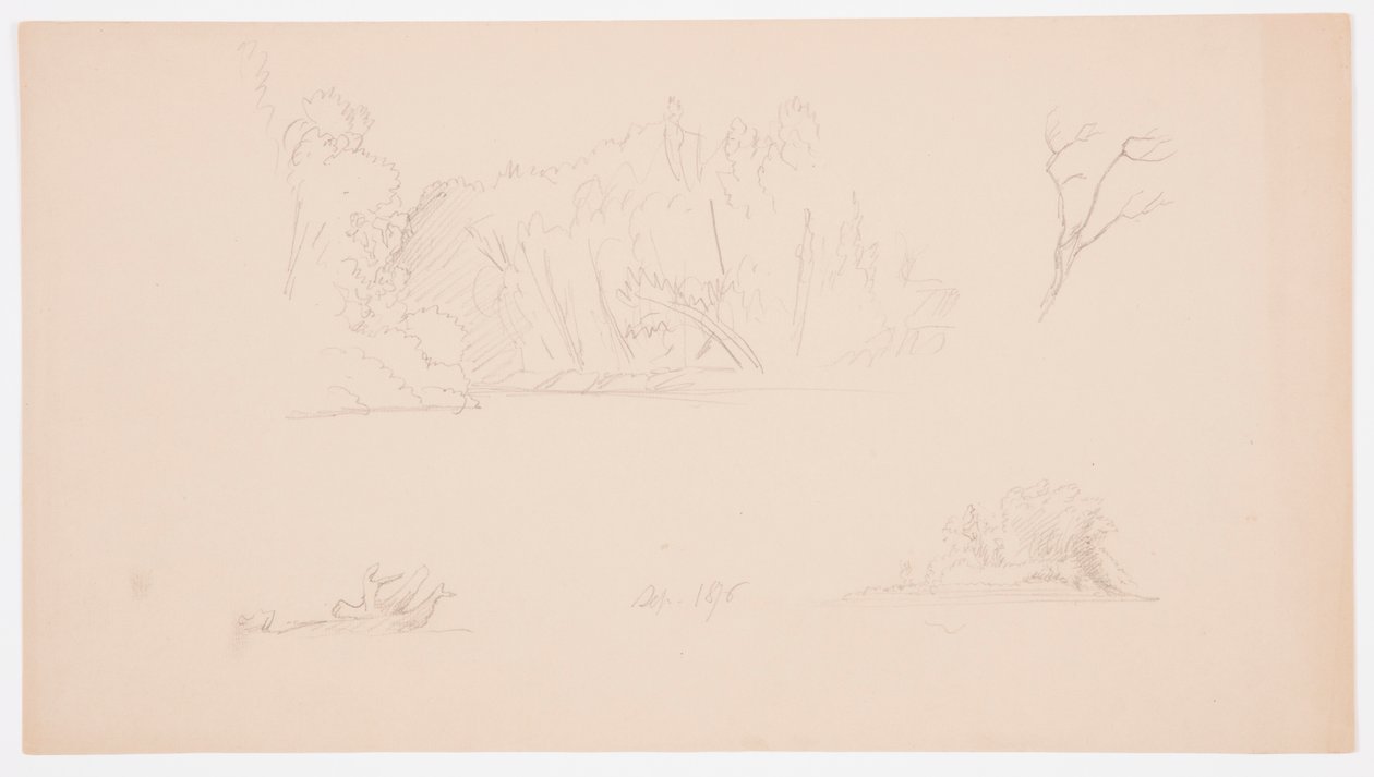 Disegno, Schizzi botanici: albero, alberi in riva al mare, settembre 1876 da Frederic Edwin Church