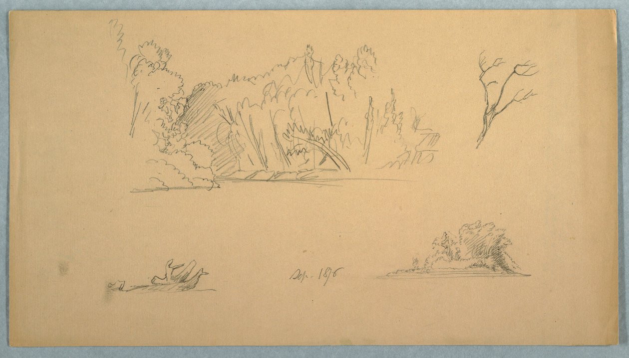 Disegno, Schizzi botanici: albero, alberi in riva al mare, settembre 1876 da Frederic Edwin Church