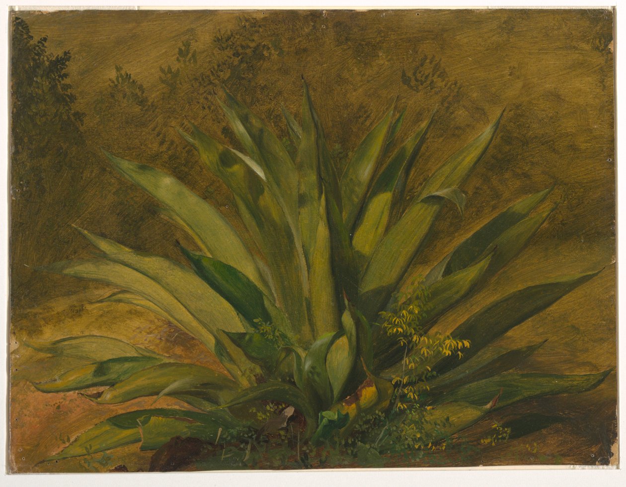 Disegno, studio botanico, 1865-66 da Frederic Edwin Church