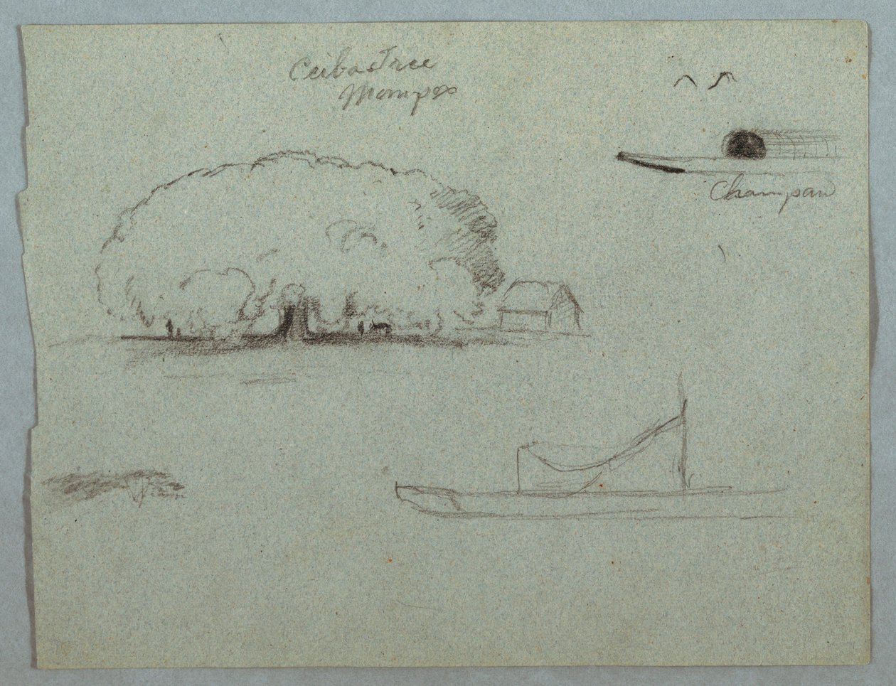 Disegno, Albero di Ceiba a Mompos, canoa Champan, alberi e una barca parziale, Rio Magdelena, Colombia, 1853, probabilmente maggio da Frederic Edwin Church