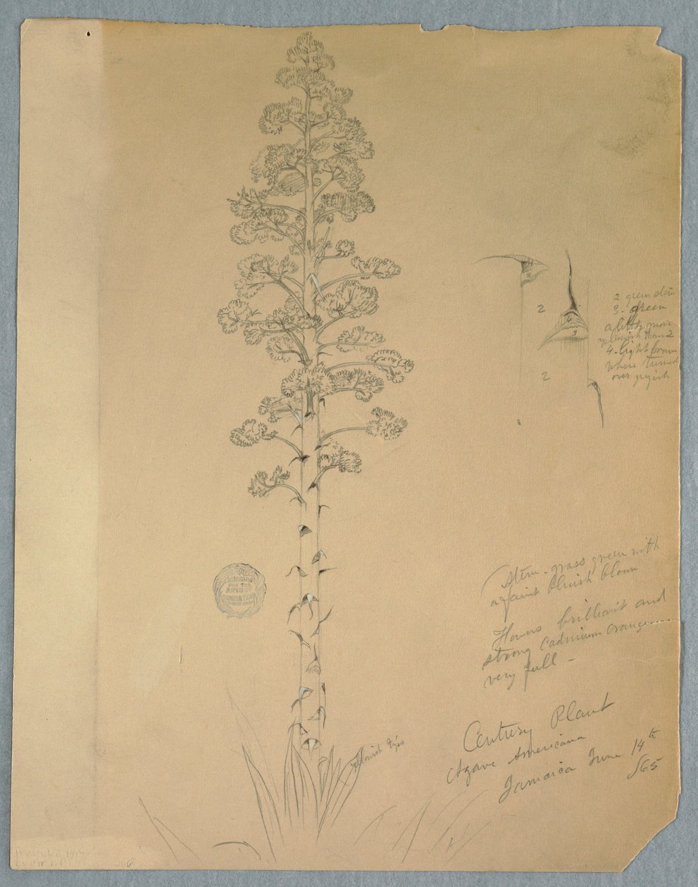 Disegno, pianta del secolo, Agave Americana, Giamaica, 14 giugno 1865 da Frederic Edwin Church