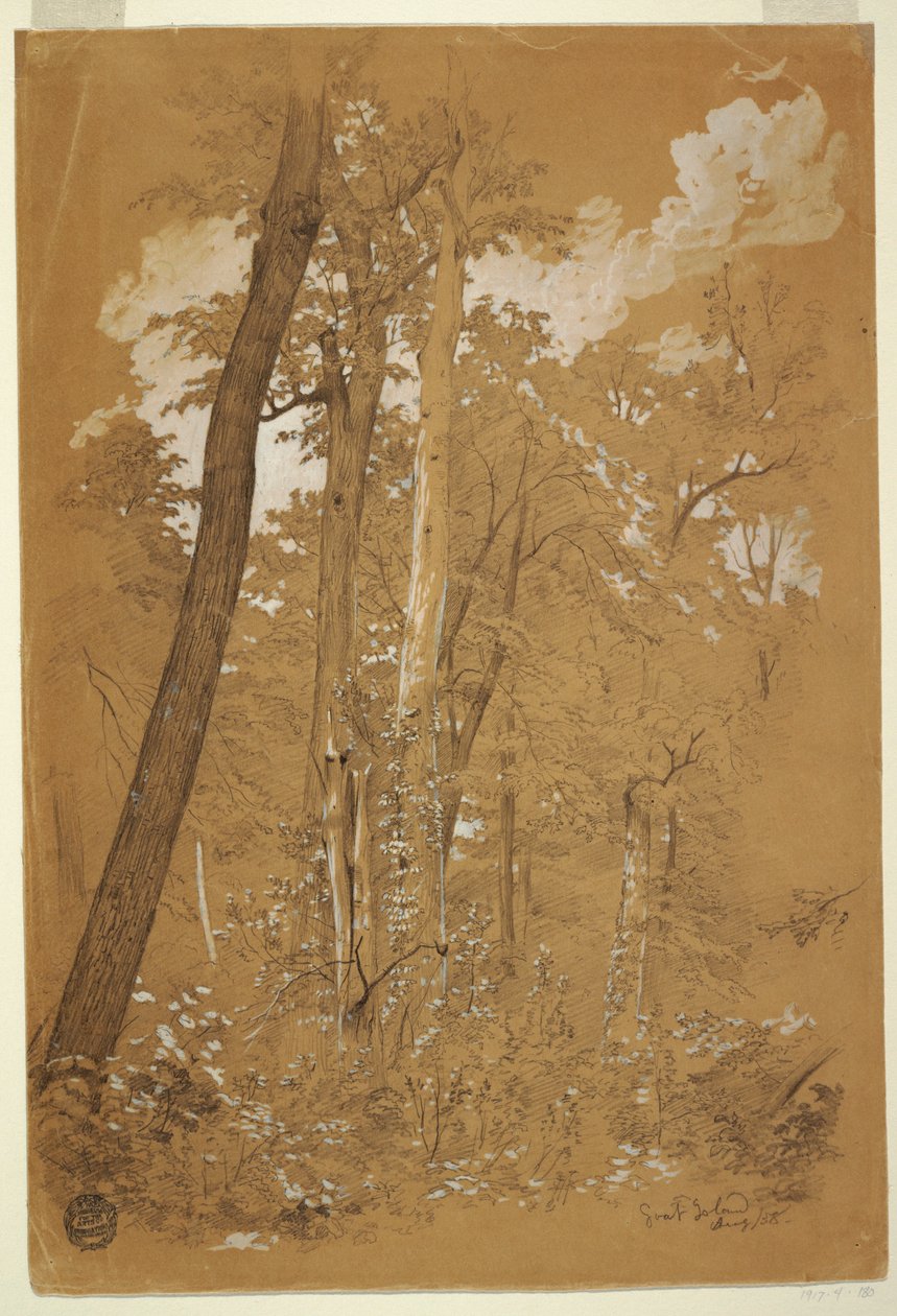 Disegno, Alberi di castagno su Goat Island, fiume Niagara, New York, agosto 1858 da Frederic Edwin Church