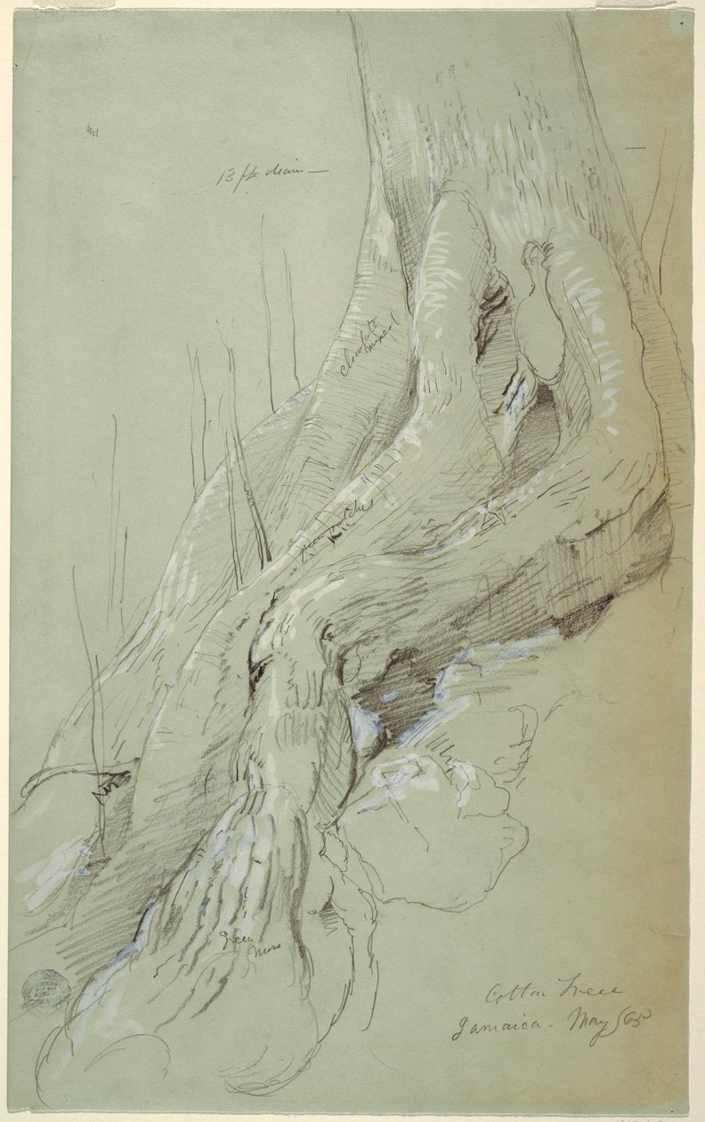 Disegno, radici di un albero di cotone che crescono su un pendio, Giamaica, maggio 1865 da Frederic Edwin Church