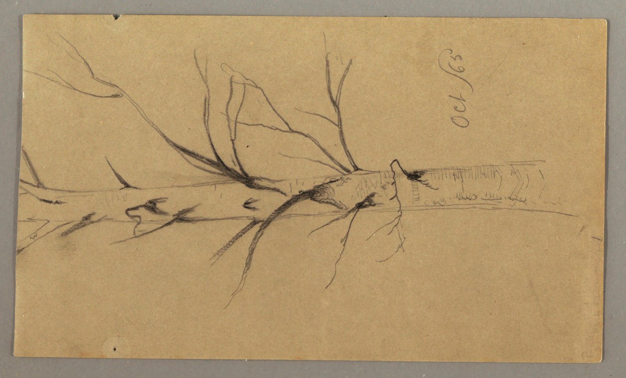 Disegno, Albero morto, ottobre 1865 da Frederic Edwin Church