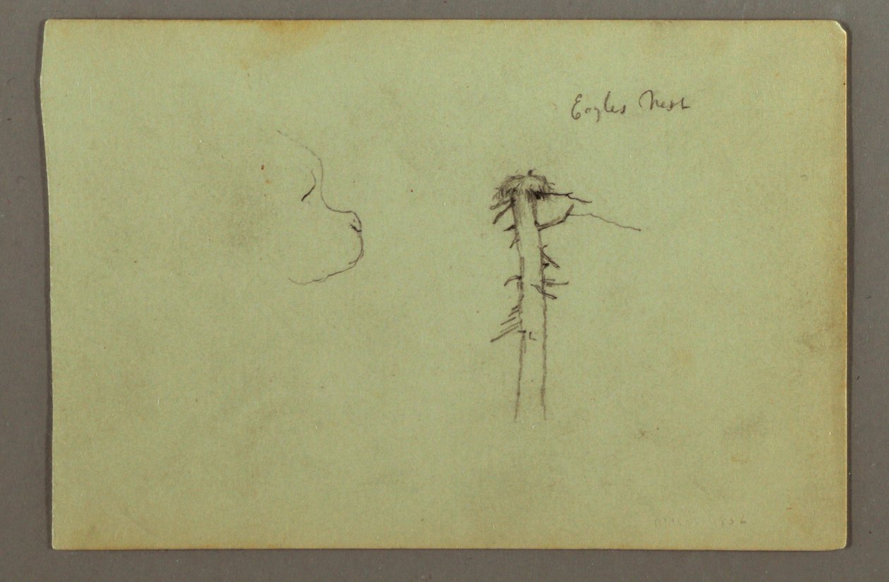 Disegno, Testa di cane, nido d