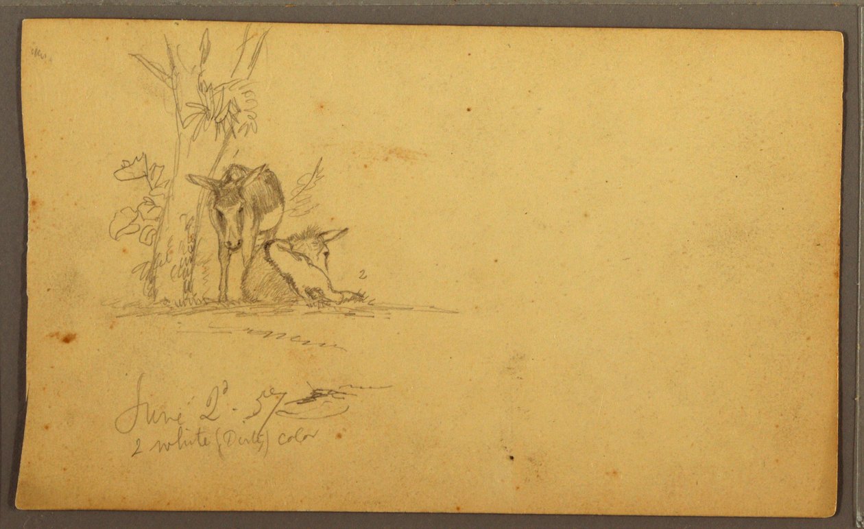 Disegno, Asini, 2 giugno 1857 da Frederic Edwin Church
