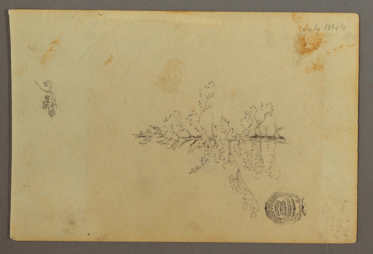 Disegno, Albero sempreverde, 1844 da Frederic Edwin Church