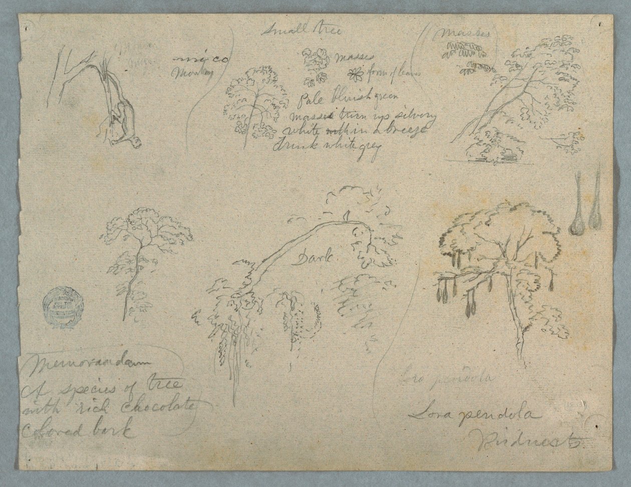 Disegno, Cinque studi botanici con una scimmia appesa, probabilmente Colombia, 1853 da Frederic Edwin Church