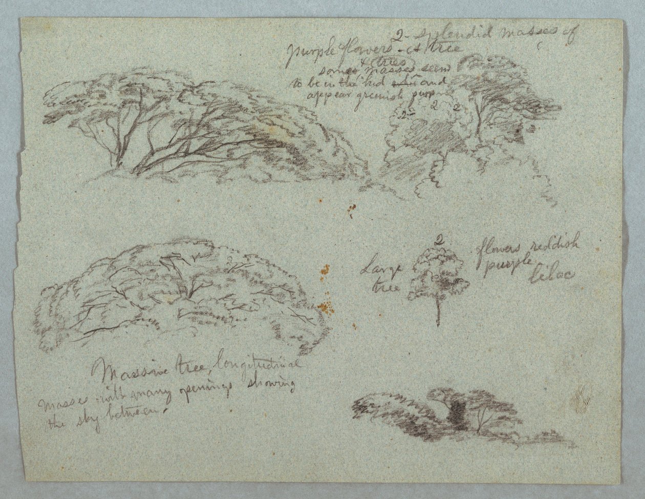 Disegno, Cinque studi di cime di alberi, Rio Magdalena, Colombia, 1853, probabilmente maggio da Frederic Edwin Church