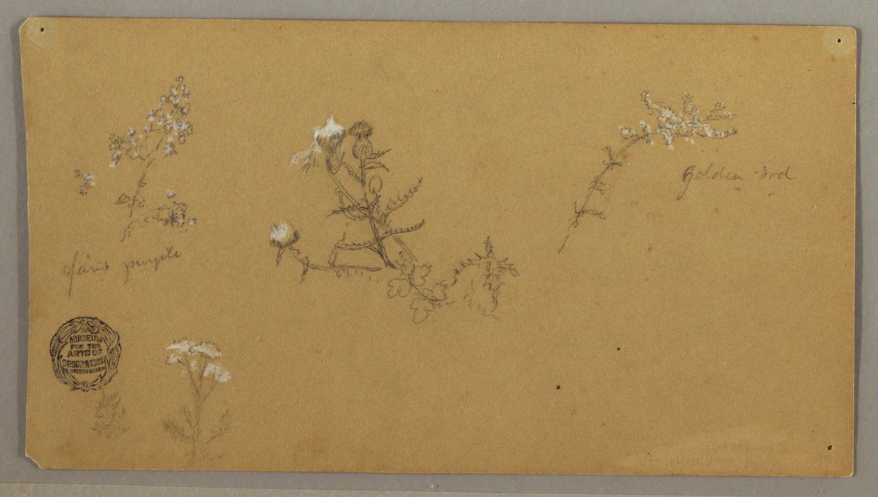 Disegno, Piante in fiore, 1856 ca. da Frederic Edwin Church