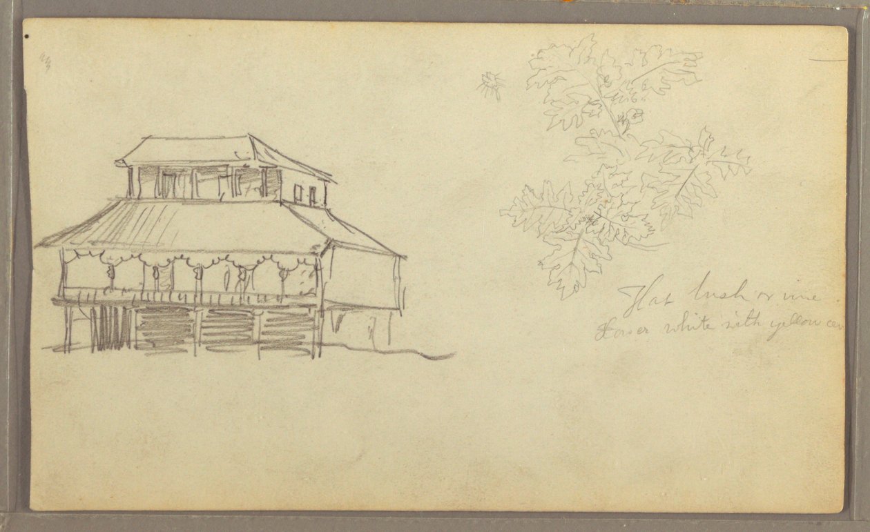 Disegno, Casa, Schizzo botanico, Ecuador o Colombia, 1857 da Frederic Edwin Church