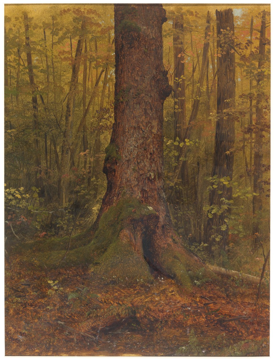 Disegno, Nel bosco, probabilmente Maine, 1850-60 da Frederic Edwin Church