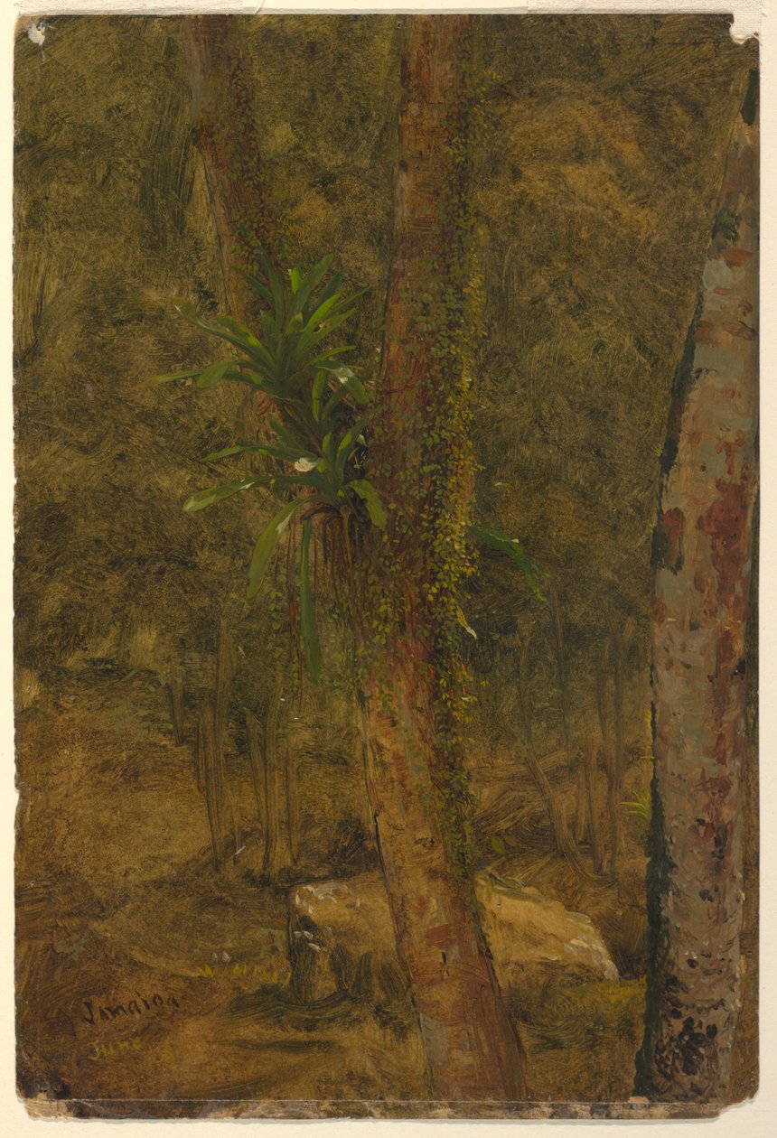 Disegno, scena di giungla, giugno 1865 da Frederic Edwin Church