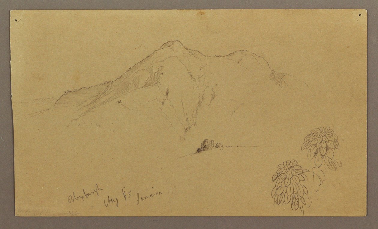Disegno, Paesaggio, piante, Bloxburgh, agosto 1865 da Frederic Edwin Church