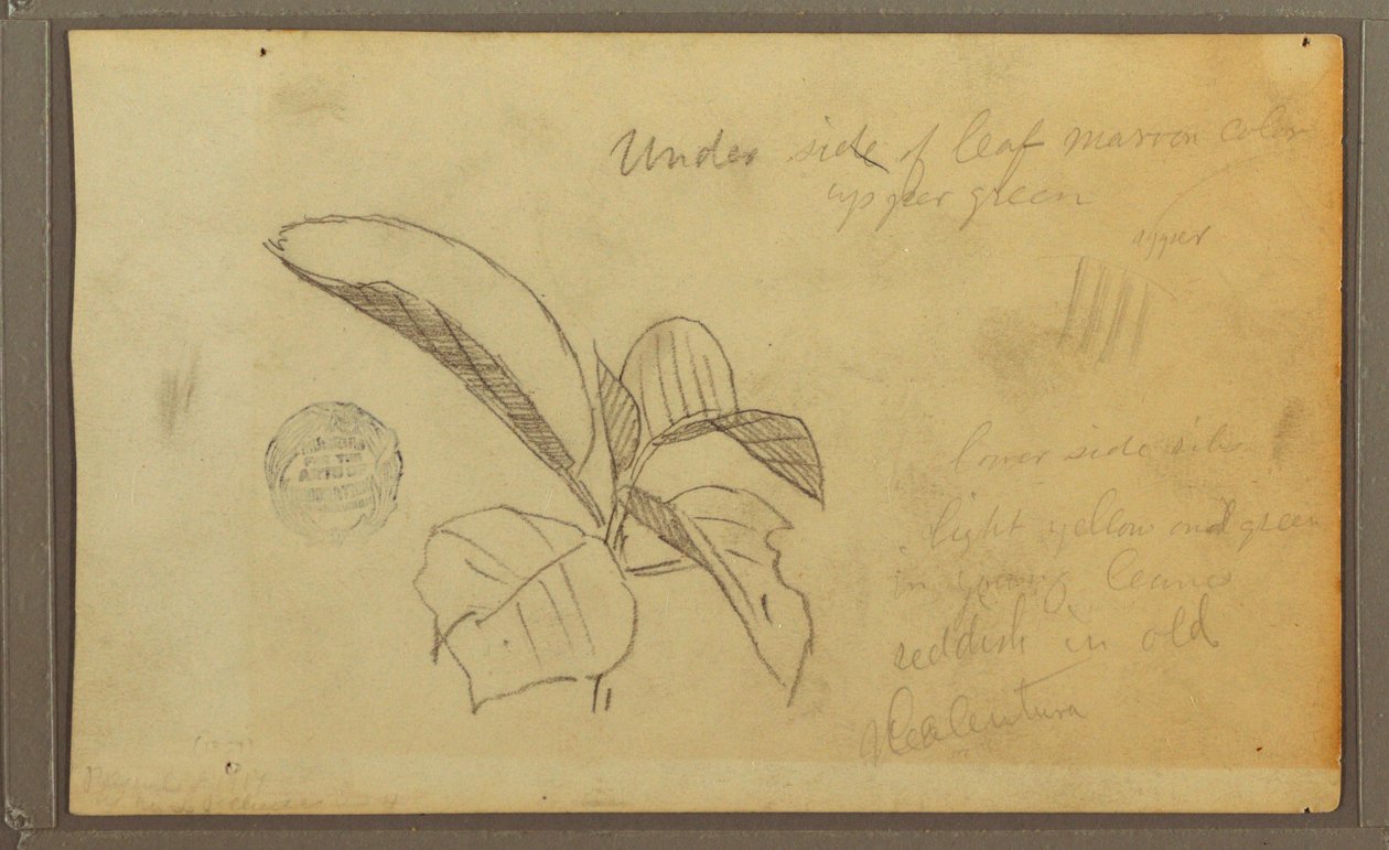Disegno, Foglie, 1857 da Frederic Edwin Church
