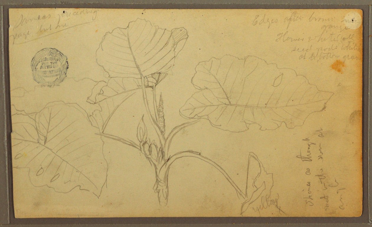 Disegno, Foglie, 1857 da Frederic Edwin Church