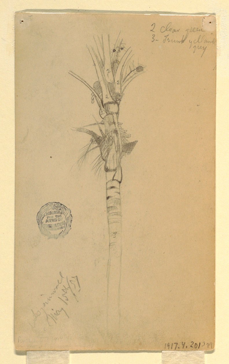 Disegno, Foglie e fusto di una palma, Aspinwall, Panama, 15 maggio 1857 da Frederic Edwin Church