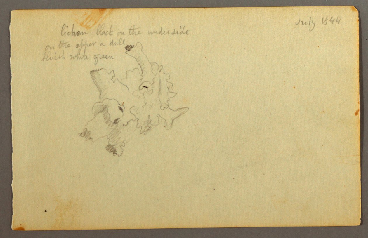 Disegno, Lichene, 1844 da Frederic Edwin Church