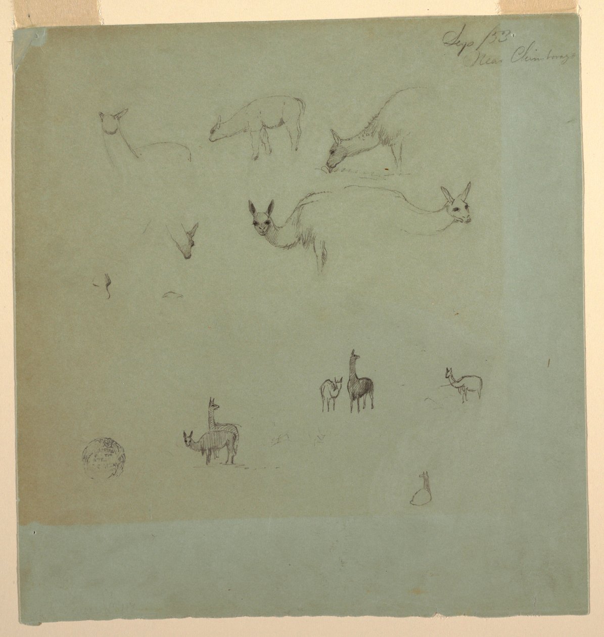 Disegno, lama vicino al "Chimborazo", Ecuador, settembre 1853 da Frederic Edwin Church